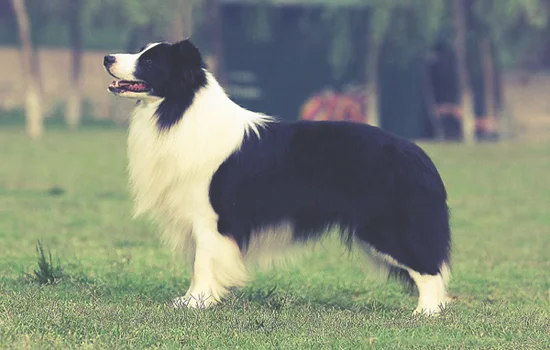 大丹犬和拉布拉多的区别(与拉布拉多相似