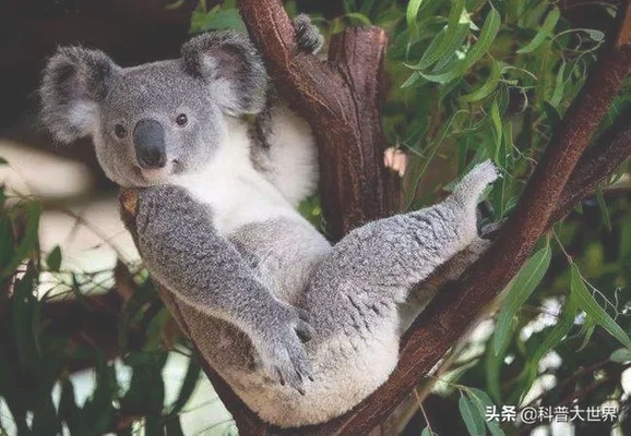 作为澳大利亚的国宝考拉，为什么没有我国的国宝大熊猫有名(狗熊是哪个国家的国宝)