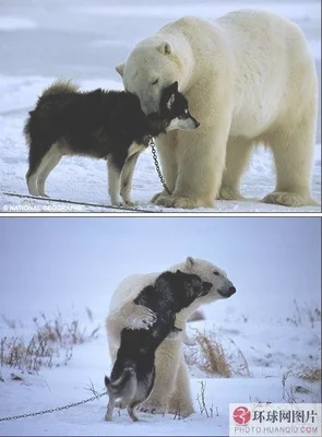 北极熊是什么行家