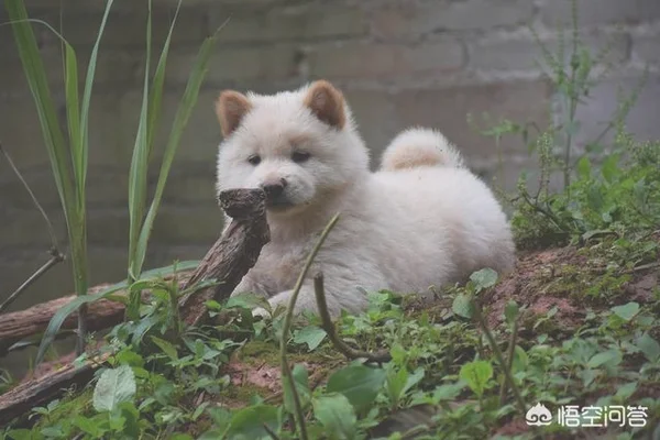 有人在农村养二哈，对待二哈和对待土狗一样，你觉得这是虐待吗