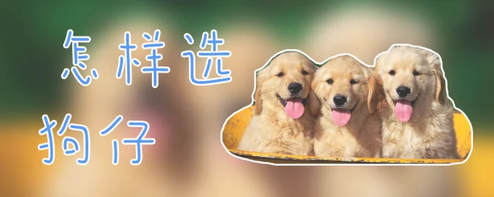 怎样选狗仔
