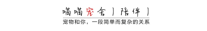 猫咪不喜欢狗的原因找到了(看完扎心了)