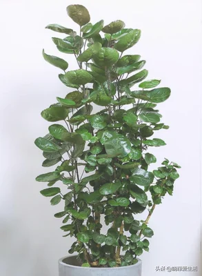 客厅进门放绿植好(进门就是客厅放什么植物好)