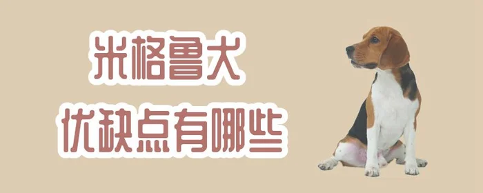 米格鲁犬优缺点有哪些(比格犬是什么犬种)