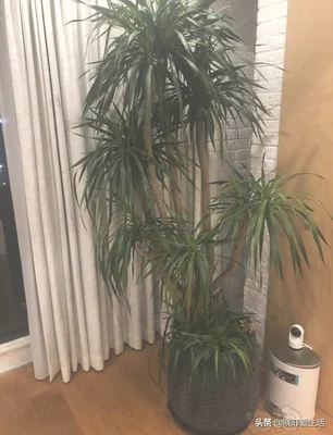 客厅进门放绿植好(进门就是客厅放什么植物好)