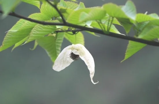 珙桐的养殖方法