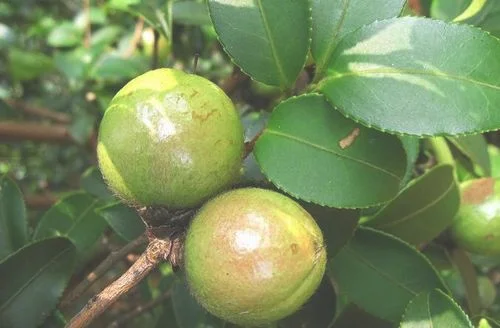 在湖北种植油茶的前景怎么样（听听农村种植业前辈们怎么说）