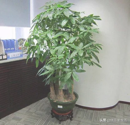客厅进门放绿植好(进门就是客厅放什么植物好)