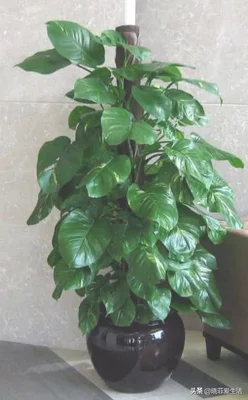 客厅进门放绿植好(进门就是客厅放什么植物好)