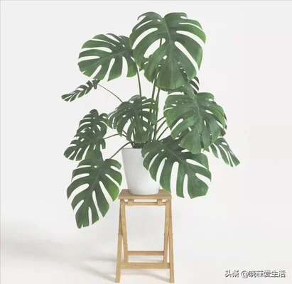 客厅进门放绿植好(进门就是客厅放什么植物好)