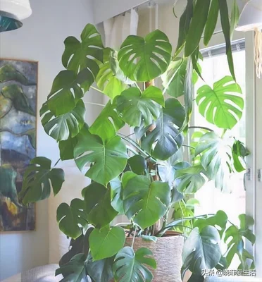 客厅进门放绿植好(进门就是客厅放什么植物好)