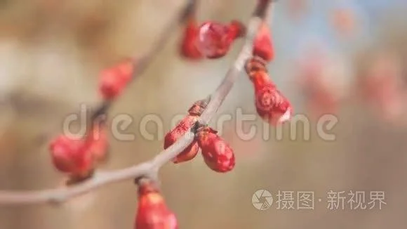 虎刺梅折断枝条怎么种植（这些“雷区”要避