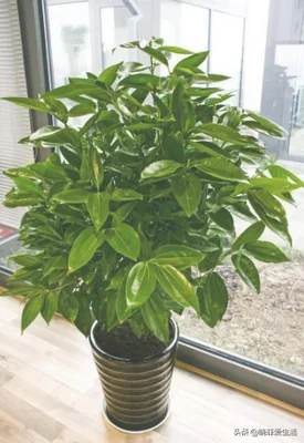 客厅进门放绿植好(进门就是客厅放什么植物好)