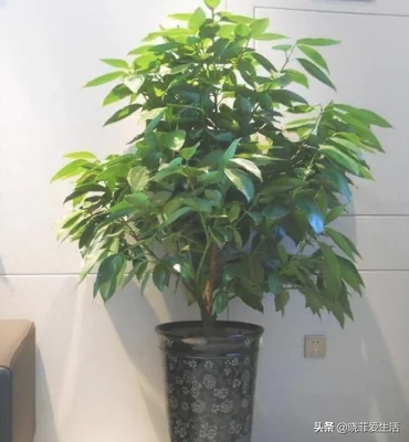 客厅进门放绿植好(进门就是客厅放什么植物好)