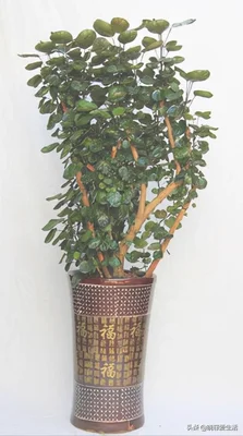 客厅进门放绿植好(进门就是客厅放什么植物好)