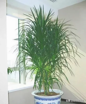 客厅进门放绿植好(进门就是客厅放什么植物好)