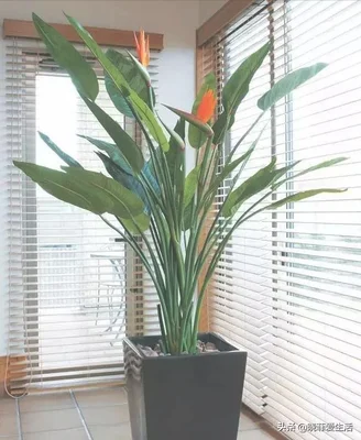客厅进门放绿植好(进门就是客厅放什么植物好)