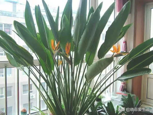 客厅进门放绿植好(进门就是客厅放什么植物好)