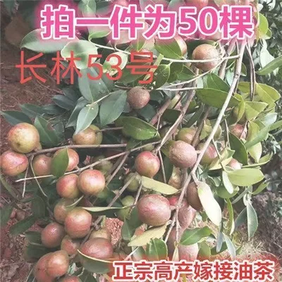 三、在湖北种植油茶前景怎么样