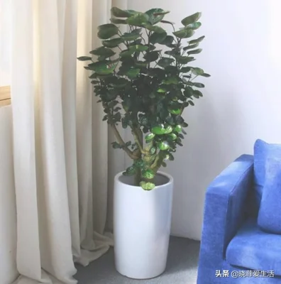 客厅进门放绿植好(进门就是客厅放什么植物好)