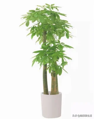 客厅进门放绿植好(进门就是客厅放什么植物好)