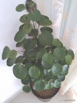 客厅进门放绿植好(进门就是客厅放什么植物好)
