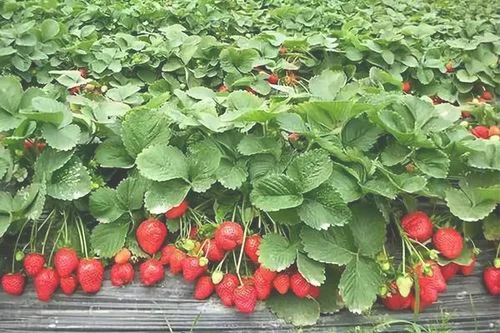二月份有草莓摘吗