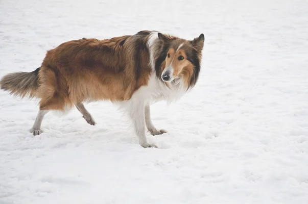 小苏牧多少钱(苏牧犬多少钱)