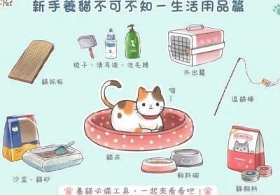 养小猫需要准备什么