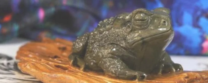 蟾蜍的寓意和象征