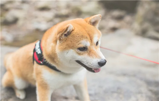 柴犬是土狗吗(柴犬和土狗有什么区别)