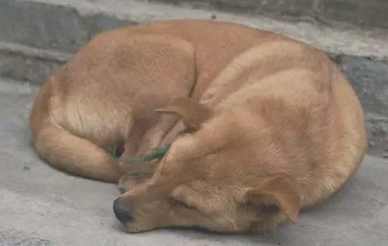 大麦町犬聪明吗?(大麦町犬图片)