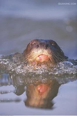 水獭寿命一般多少年