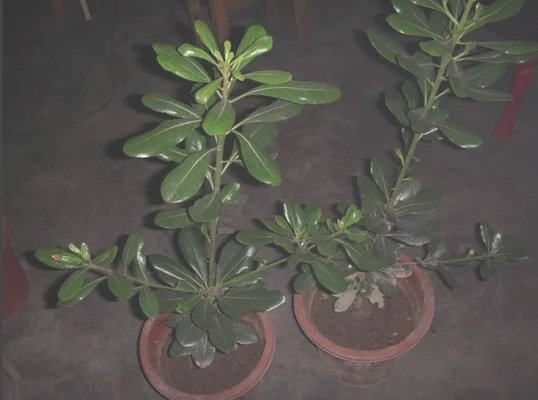 盆栽海桐应怎样养护管理(海桐可以养在室内吗)