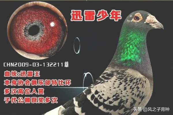 大红袍鸽子和西翁鸽是一个品种吗?这两个鸽哪个更能飞(大红袍鸽子特点)