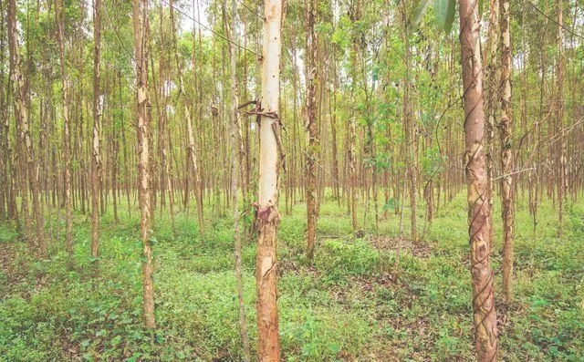 二、目前种植桉树的主要效益