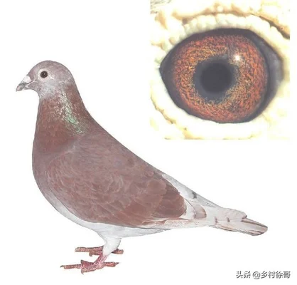 大红袍鸽子和西翁鸽是一个品种吗?这两个鸽哪个更能飞(大红袍鸽子特点)