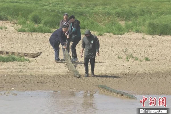 鄱阳湖现巨型地笼阵(千余头长江江豚生存境况如何)