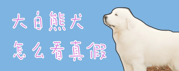 大白熊犬怎么看真假(大白熊犬有什么缺点)