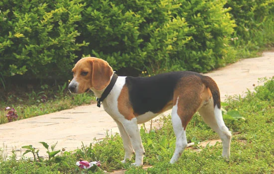 秋田容易接受新主人吗(秋田犬和柴犬哪个好)