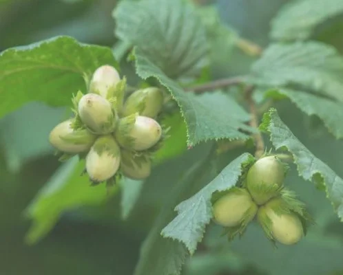 榛子树怎么种植方法（榛子树的种植技术）