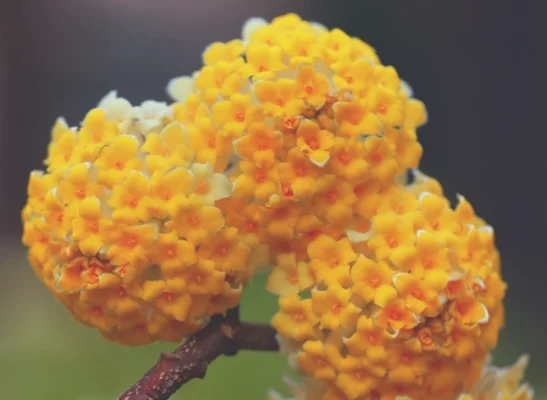 结香花的药用功效