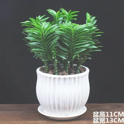 如何找花卉种植（考拉园艺网教你花卉播种繁