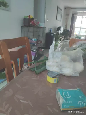 对猫来说，为什么上厕所是一件很严肃认真的事儿(猫要上厕所的表现)
