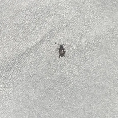 红豆里的黑虫是什么虫