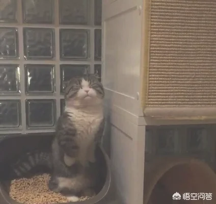 对猫来说，为什么上厕所是一件很严肃认真的事儿(猫要上厕所的表现)