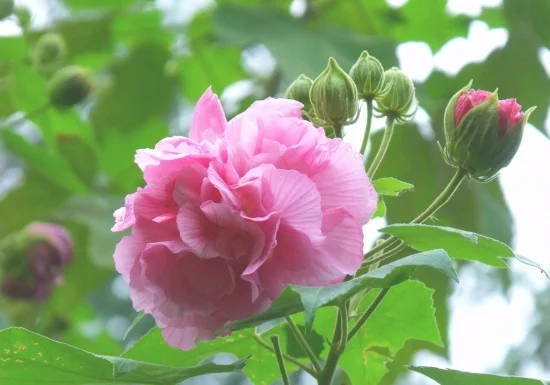 盆栽木芙蓉养护有哪些要点(木芙蓉的栽培