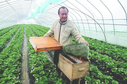 大棚里养蜜蜂,种植蔬菜,目的到底是什么呢？看完就知道了!