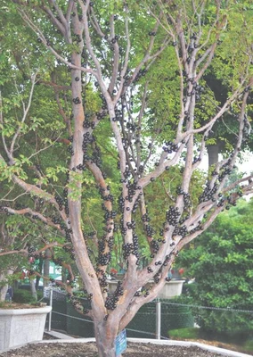 嘉宝果的种子能吃吗？嘉宝果的籽可不可以吃？