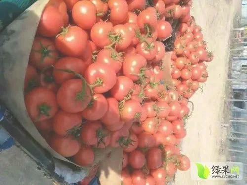 山东西红柿价格最新行情,山东西红柿价格一斤多少钱